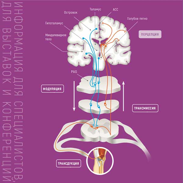 Депрессия. Биопсихосоцильный аспект боли. | ООО «Эллара»